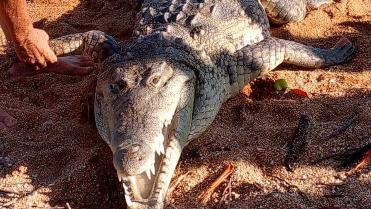 5154432020946553869_121